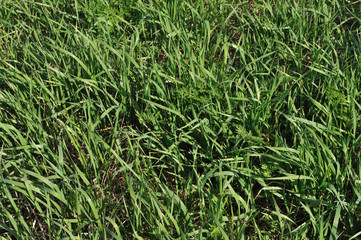 Fresh green grass background