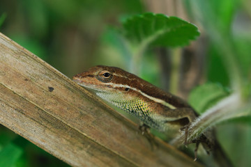 Anolis auratus - (Polychrotidae sauria)