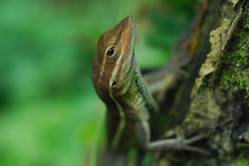 Anolis auratus - (Polychrotidae sauria)