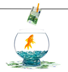 Goldfish in aquarium