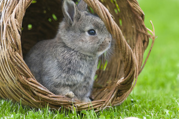 brauner hase im korb