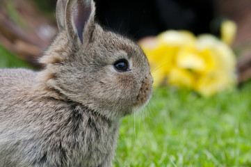 brauner hase nah 2