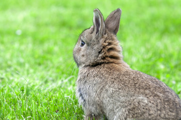 brauner hase von hinten nah