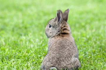 brauner hase von hinten