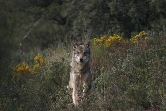 european wolf roams