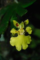 Psygmorchis oncidium pusilla