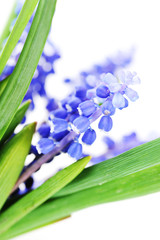 Fototapeta premium blue hyacinths