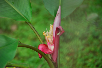 Heliconia