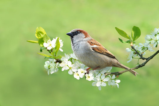 Fr&uuml;hling 117