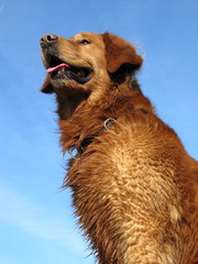 Nasser Hund-Portrait