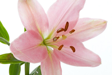 Lily on White Background