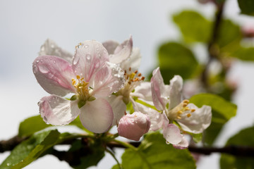 Apple blossoms