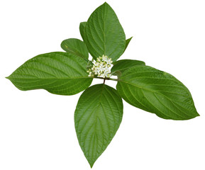 Alternate Leaved Dogwood