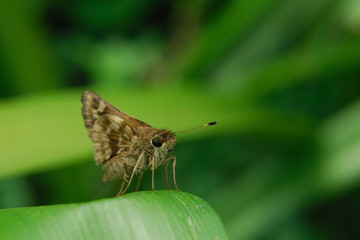 Hylephila phyleus - (Fiery skipper)