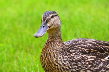 Mallard (Anas platyrhynchos) - female
