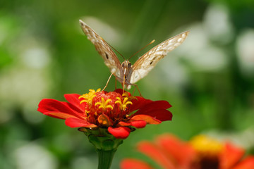 Anartia jatrophae linnaeus