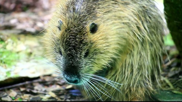 Nutria