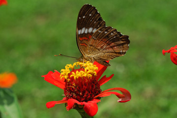 Anartia amathea