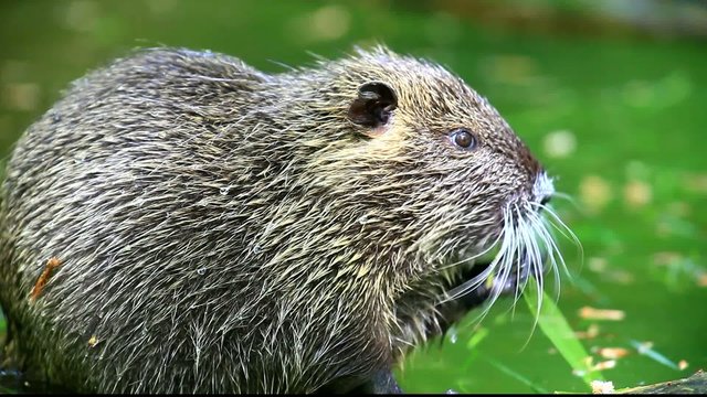 Nutria