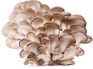 Oyster mushrooms on a white background