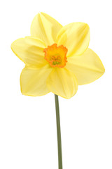 Naklejka na ściany i meble Spring Daffodil