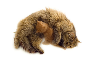 Obraz premium cat feeds red kitten