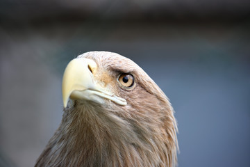 Eagle face