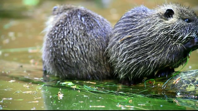 Nutria