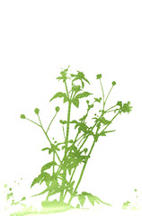 floral style textures with space for text or image