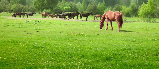Horses on a meadow in a sunny day © Igor Normann