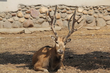 олень благородный