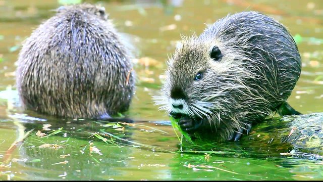 Nutria