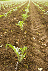 Plantation d'artichauts