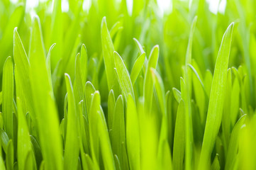 Fototapeta na wymiar Closeup of the green grass
