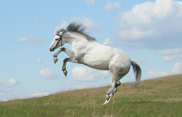 Obraz na płótnie Canvas Szary koń gry na trawie