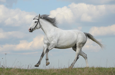 Obraz na płótnie Canvas Grey horse running gallop
