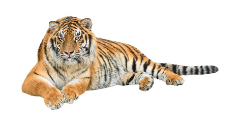 Siberian tiger (Panthera tigris altaica) cutout - obrazy, fototapety, plakaty