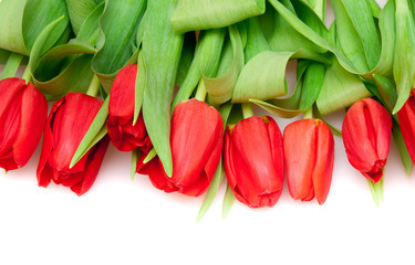 red tulips