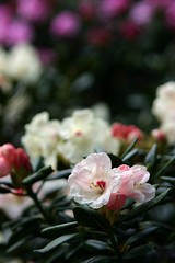 Rhododendron Blüten