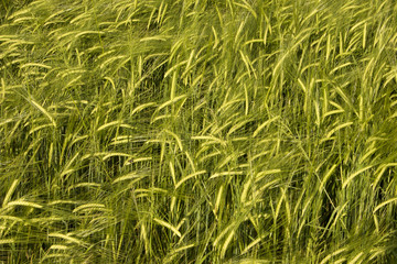 wheat crop field basking in warm spring sunlight