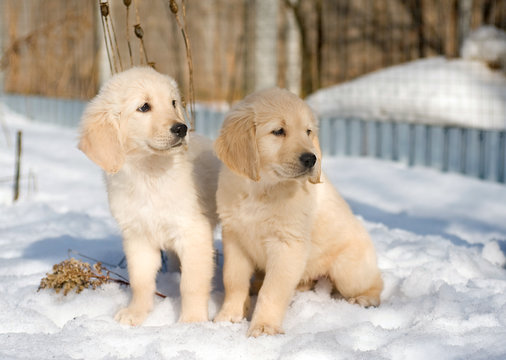 Two Golden Retriever Puppies In Snow