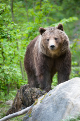 brown bear - 22854728