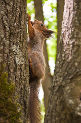 The squirrel on a tree