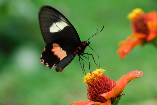 Parides iphidamas - (Iphidamas Cattleheart)