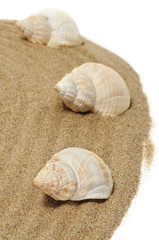 seashells