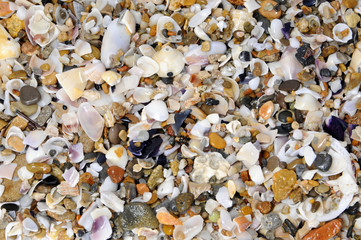 seashells background