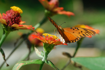 Passion butterfly - (Agrulis vanillae)