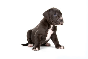 cute great dane puppy isolated on white background