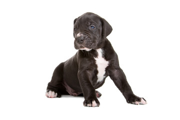 beautiful great dane puppy isolated on a white background - obrazy, fototapety, plakaty