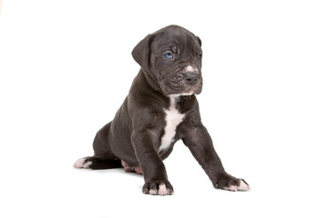 cute great dane puppy isolated on white background